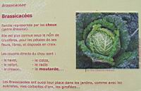 Famille Brassicacees ou Brassicaceae (txt)
